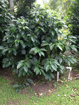 Coffee Tree
