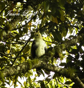 Ornate Hawk Eagle by Rafa Gutierrez