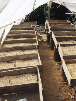 Coffee Drying